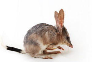 bilby