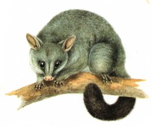 b-possum